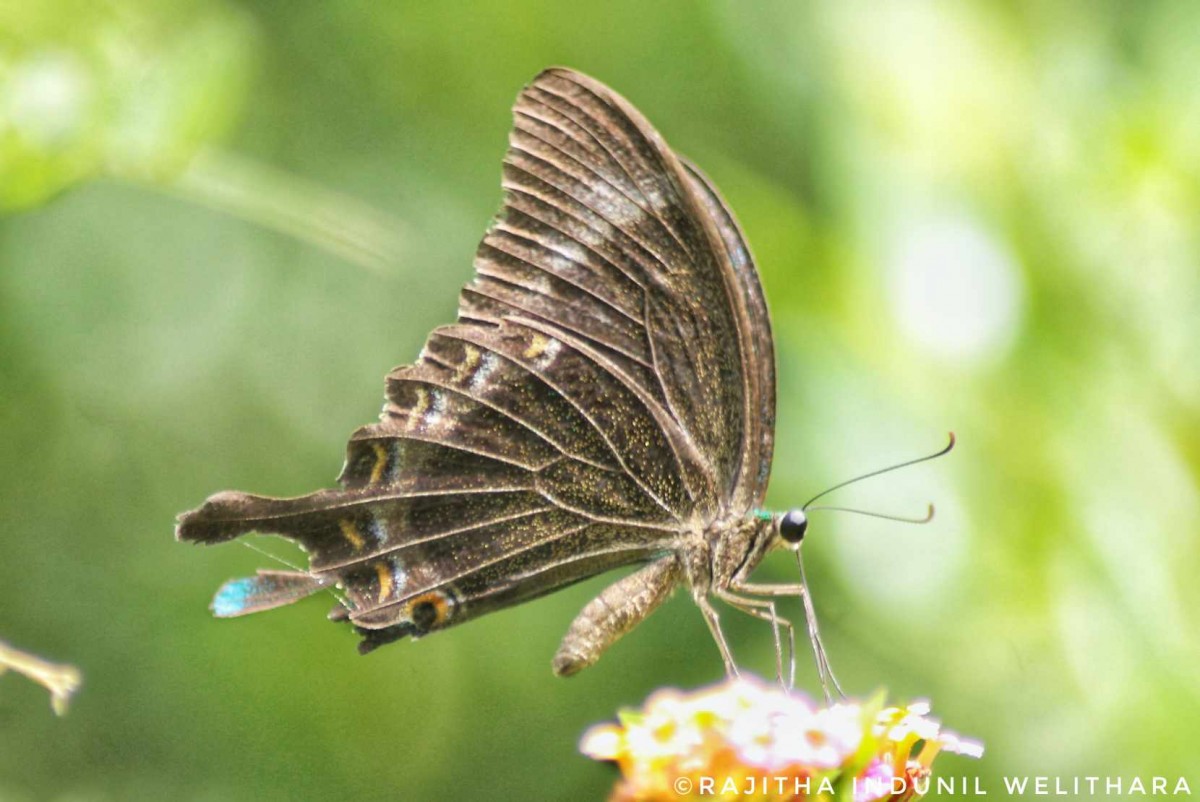 Papilio crino Fabricius, 1792